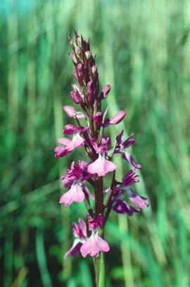 Botons de gos ("Anacamptis palustris")