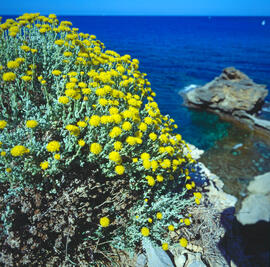 Gatell ("Launaea cervicornis")