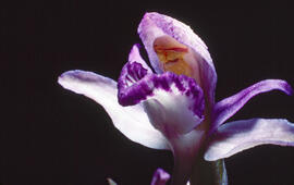 Clavell violaci ("Limodorum abortivum")