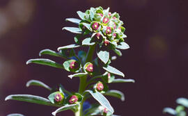Floreta de pastor ("Euphorbia rigida")