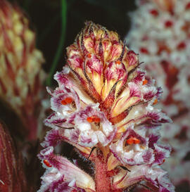 Frare ("Orobanche minor")