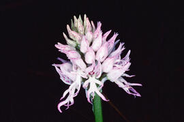 Orquídia ("Neotinea tridentata")