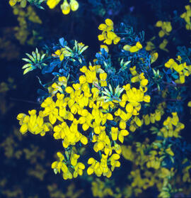 Botgeta alpestre ("Alyssum alpestre")