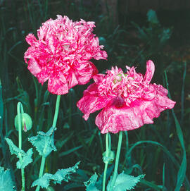 Clavellina ("Dianthus caryophyllus")