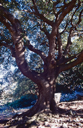 Alzina ("Quercus ilex")