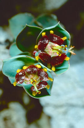 Floreta de pastor ("Euphorbia rigida")