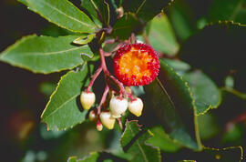 Arbocera ("Arbutus unedo")
