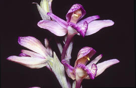 Clavell ("Limodorum abortivum")