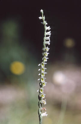 Orquídia de tardor ("Spiranthes spiralis")