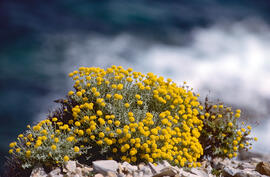 Camamilla groga ("Santolina chamaecyparissus")