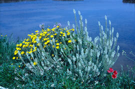 Gravit marí ("Pallenis maritima"), Capironats ("Reseda alba") i Roselles (&qu...