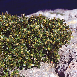 Aladern de fulla ampla ("Phillyrea latifolia")