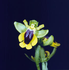 Mosca vermella ("Ophrys tenthredinifera")