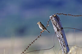 Sól·lera ("Emberiza calandra")