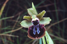 Aranyera ("Ophrys incubacea")