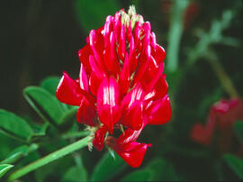 Clòver bord ("Hedysarum coronarium")