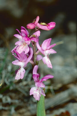 Orquídia ("Orchis mascula")
