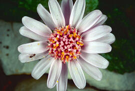 Margalida ("Bellis perennis")