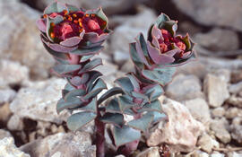 Lletrera visquera ("Euphorbia characias")