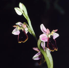 Orquídia ("Ophrys balearica")