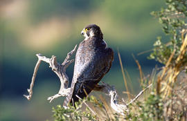 Falcó ("Falco peregrinus")