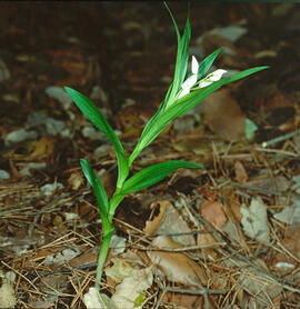 Curraià blanc ("Cephalanthera longifolia")