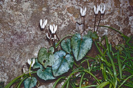 Engreixaporcs ("Cyclamen balearicum")