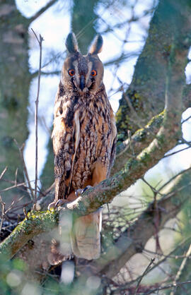 Mussol gros ("Asio otus")