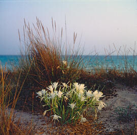 Lliri de mar ("Pancratium maritimum")