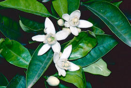 Flor de taronger ("Citrus sinensis")