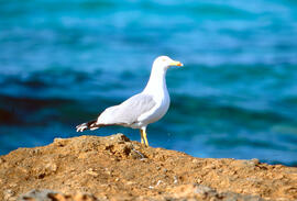 Gavina ("Larus michahellis")
