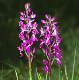 Orquídia ("Orchis palustris")