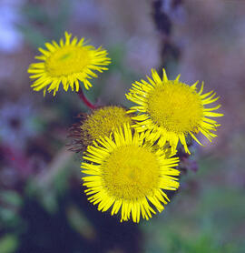 Herba de Sant Roc ("Pulicaria dysenterica")