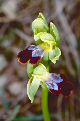 Orquídia ("Ophrys balearica")