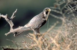 Falcó ("Falco peregrinus")