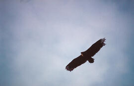 PENDENT D'IDENTIFICAR volant