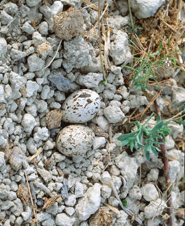 Niu de sebel·lí  ("Burhinus oedicnemus")