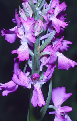 Orquídia ("Orchis mascula")