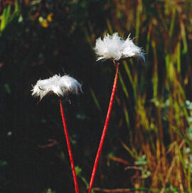 Cotonera ("Eriophorum vaginatum")