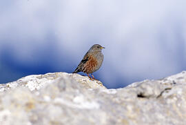 Xalambrí de muntanya ("Prunella collaris")