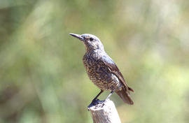 Pàssera ("Monticola solitarius")