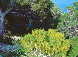 Bruc femella ("Erica scoparia")