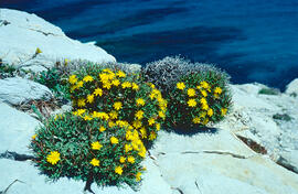 Gatell ("Launaea cervicornis")