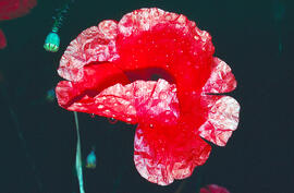 Rosella ("Papaver rhoeas")