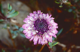 Senet de pobre ("Globularia vulgaris")