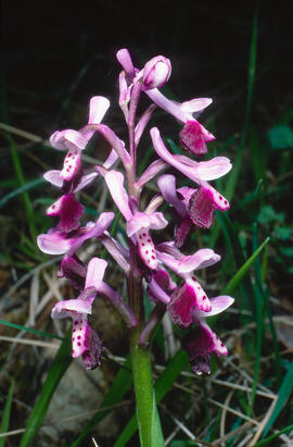 Orquídia ("Orchis mascula")