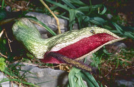 Orella de porc ("Helicodiceros muscivorus")")