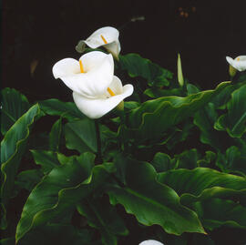 Lliri d'aigua ("Zantedeschia aethiopica")