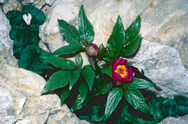 Peònia ("Paeonia mascula")