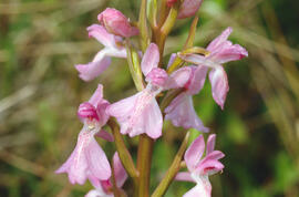 Botons de gos ("Anacamptis palustris")